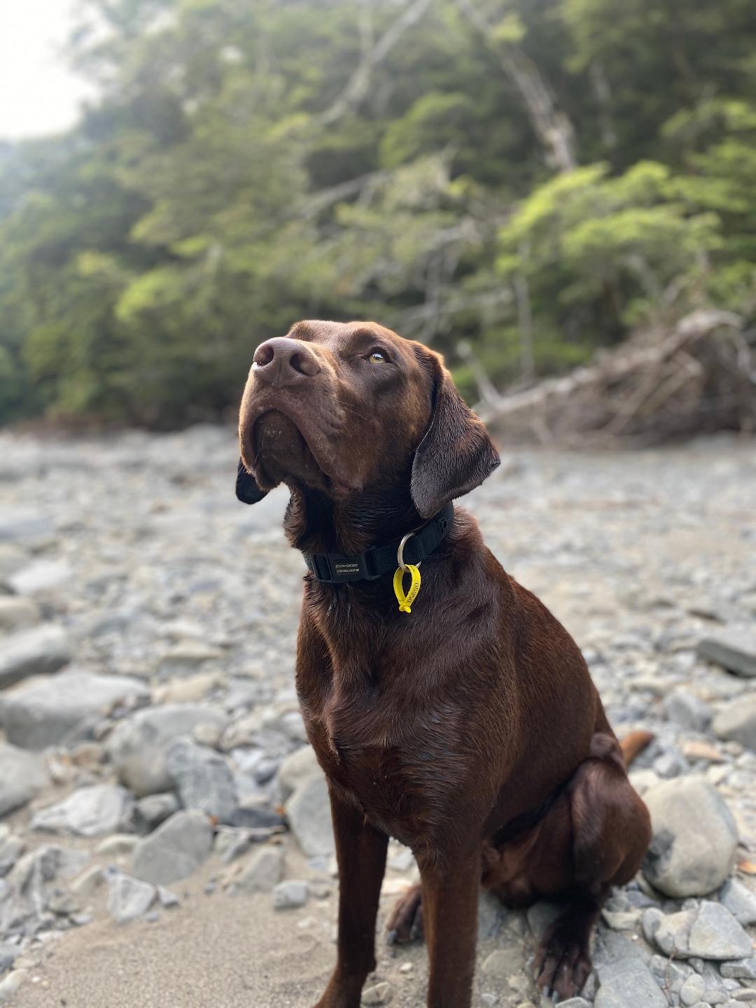 Name:  148728d1599559678-lab-pointer-gisborne-finny-boy.jpg
Views: 541
Size:  142.7 KB