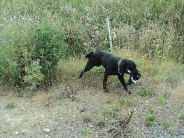 Name:  picture 01 2283.jpg
Views: 124
Size:  163.0 KB