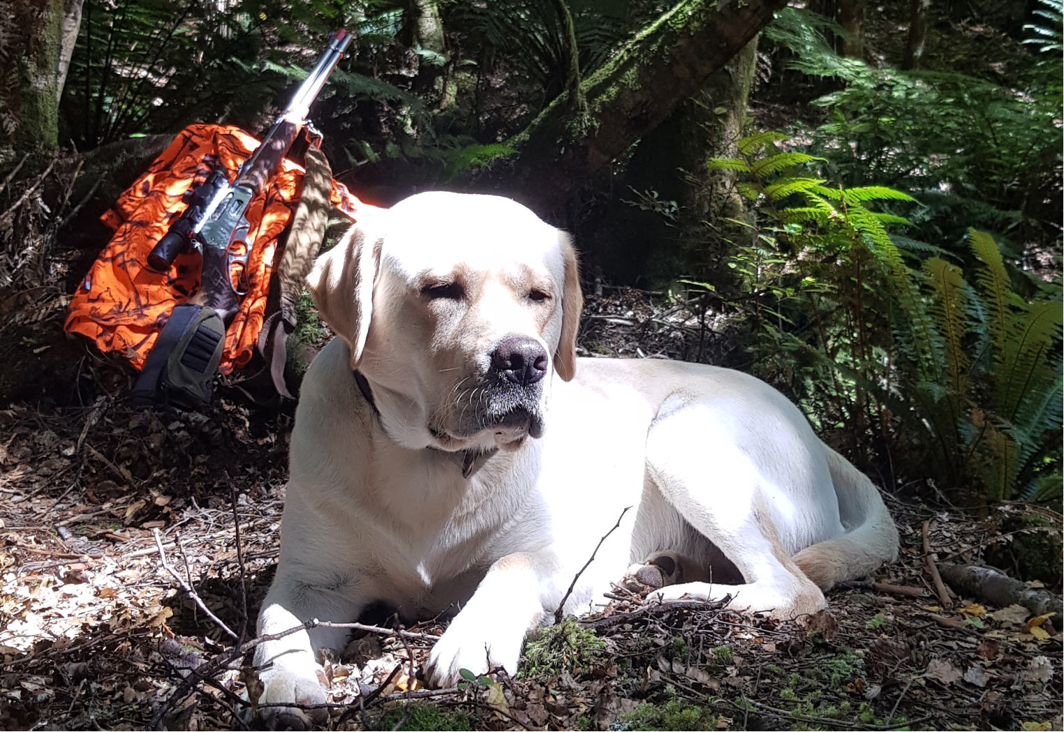 Name:  Louie hunting.jpg
Views: 377
Size:  371.3 KB