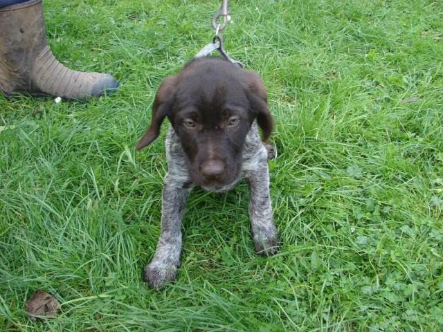 German wirehair deals for sale