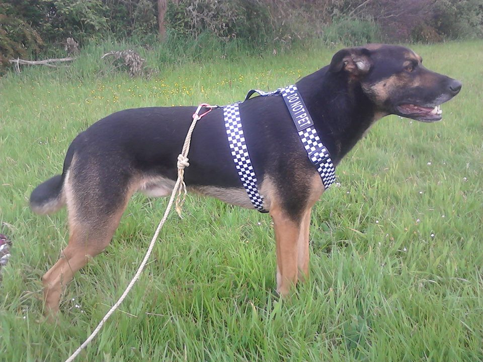 Name:  shepgrown.jpg
Views: 437
Size:  158.9 KB