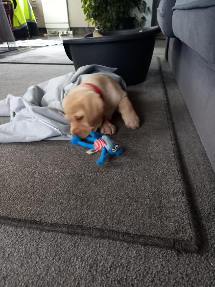 Name:  Finn 1.jpg
Views: 420
Size:  53.7 KB