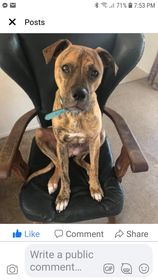 Name:  dog.jpg
Views: 391
Size:  10.3 KB