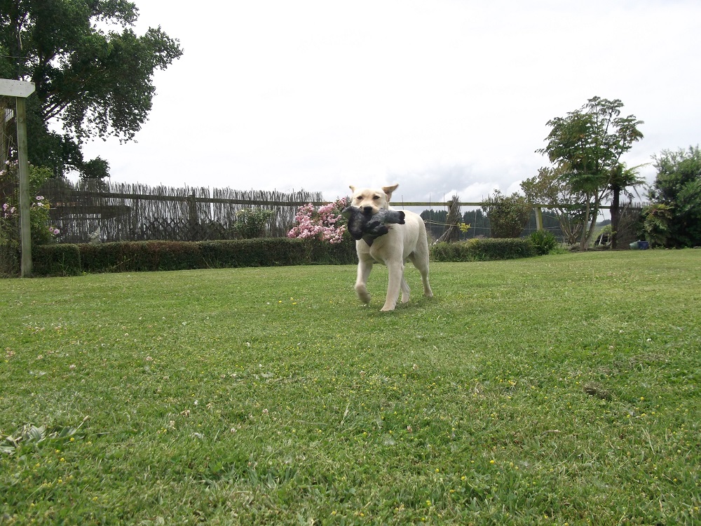 Name:  Pip 1.JPG
Views: 276
Size:  450.8 KB