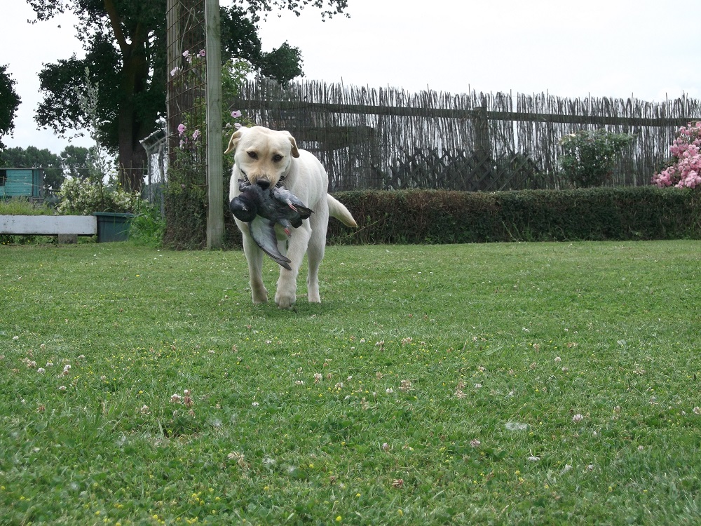 Name:  Pip 3.JPG
Views: 288
Size:  491.7 KB