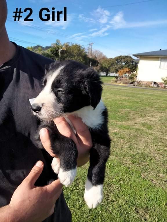 Huntaway x heading dog sales