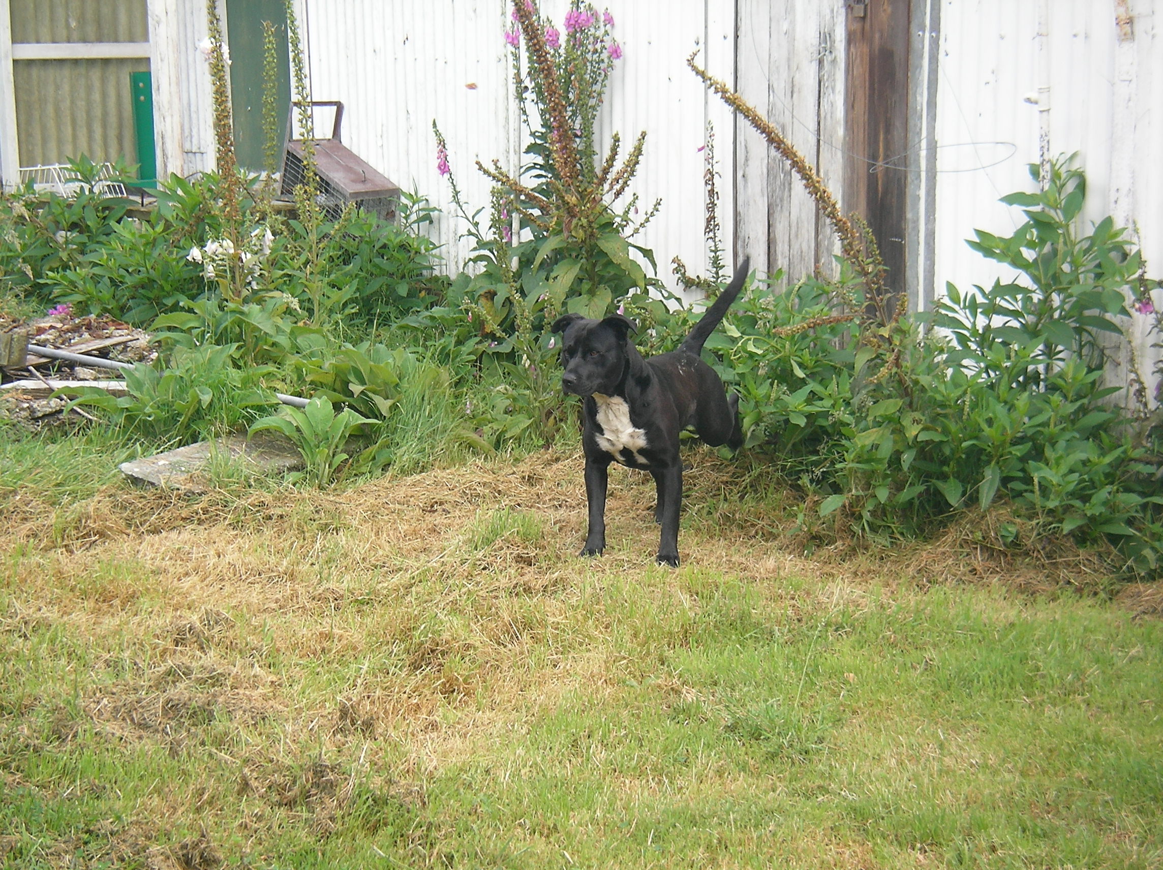 Name:  guestmutt.JPG
Views: 188
Size:  972.1 KB