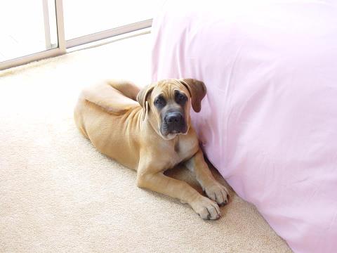 Boerboel ridgeback sales