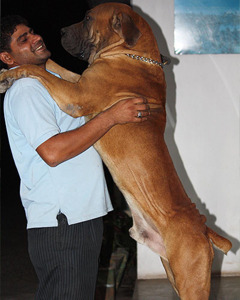Name:  boerboel.jpg
Views: 9780
Size:  91.0 KB