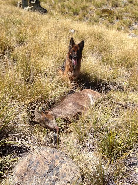 Name:  Stanley finds Tahr.jpg
Views: 368
Size:  99.6 KB