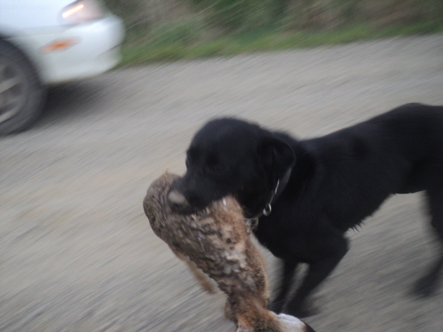 Name:  picture 01 4134.jpg
Views: 184
Size:  160.0 KB