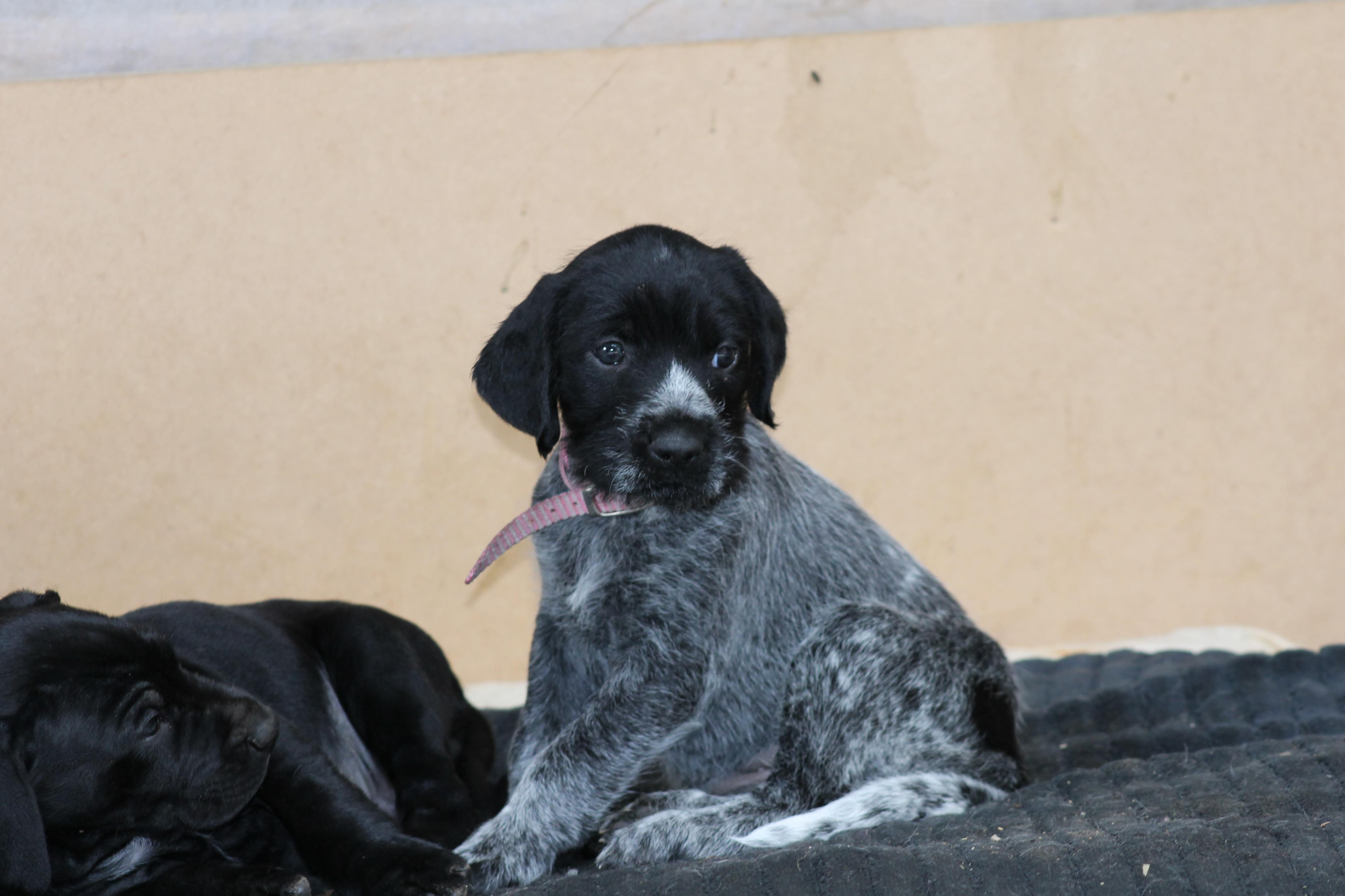 Name:  my little lady.jpg
Views: 512
Size:  540.7 KB