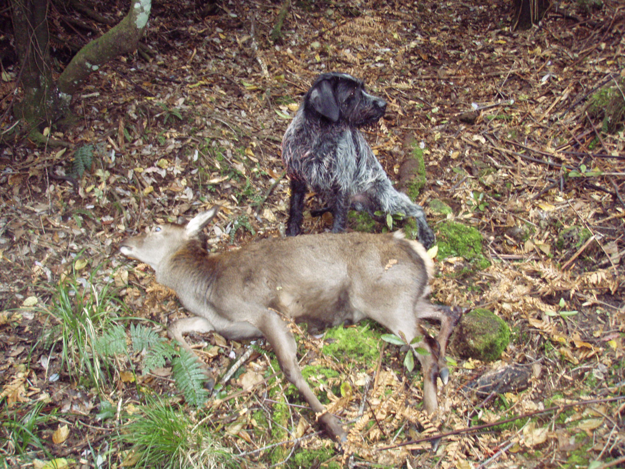 Name:  Mac & Yearling Waihaha.JPG
Views: 435
Size:  754.6 KB