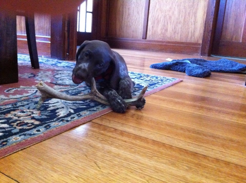 Name:  ellie and bone.jpg
Views: 421
Size:  146.9 KB