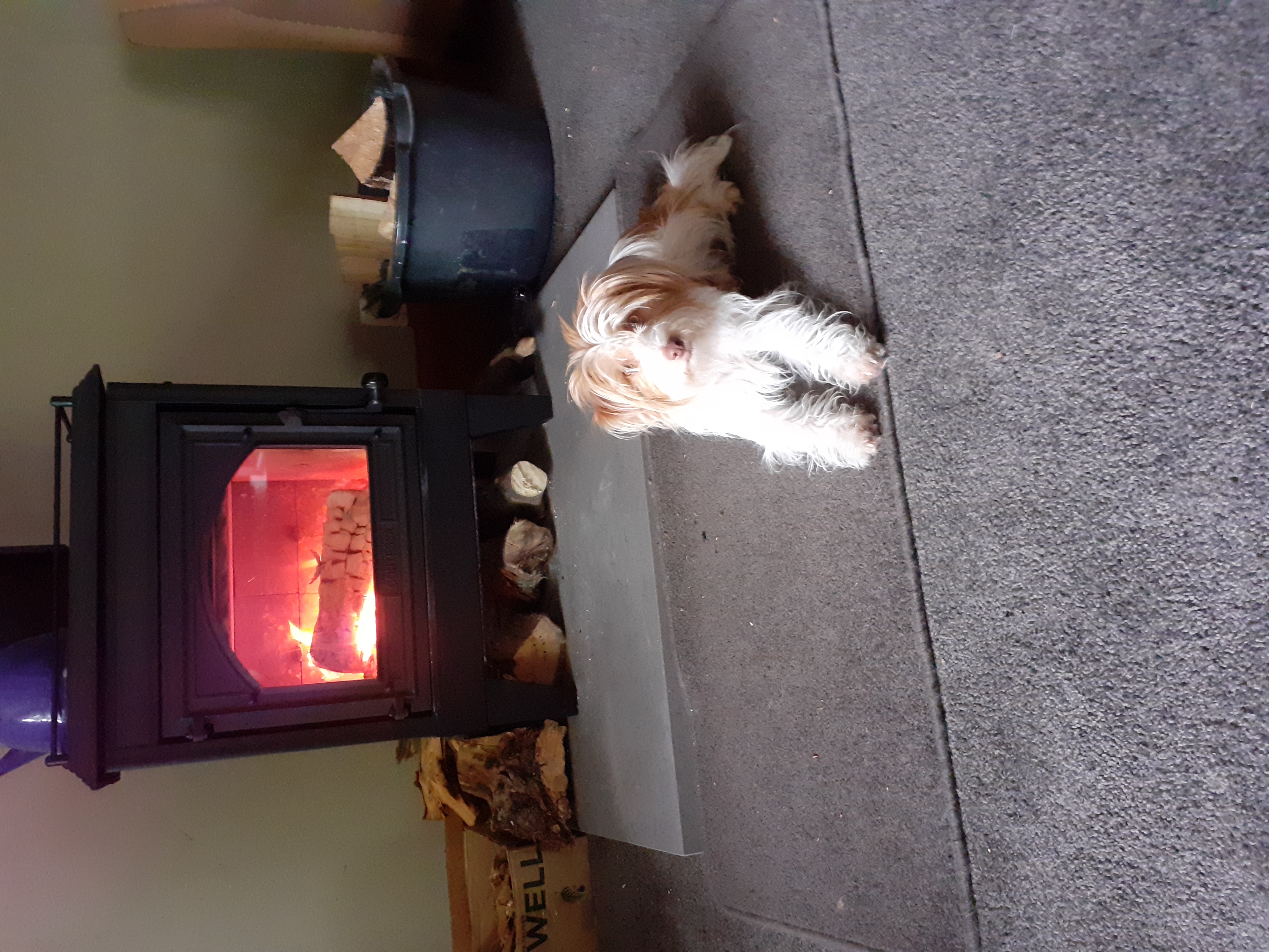 Name:  Tillymonster in front of the fire,.jpg
Views: 325
Size:  3.81 MB