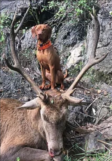 Name:  RED Bushy Roar Stag Sml 2.jpg
Views: 1081
Size:  70.7 KB