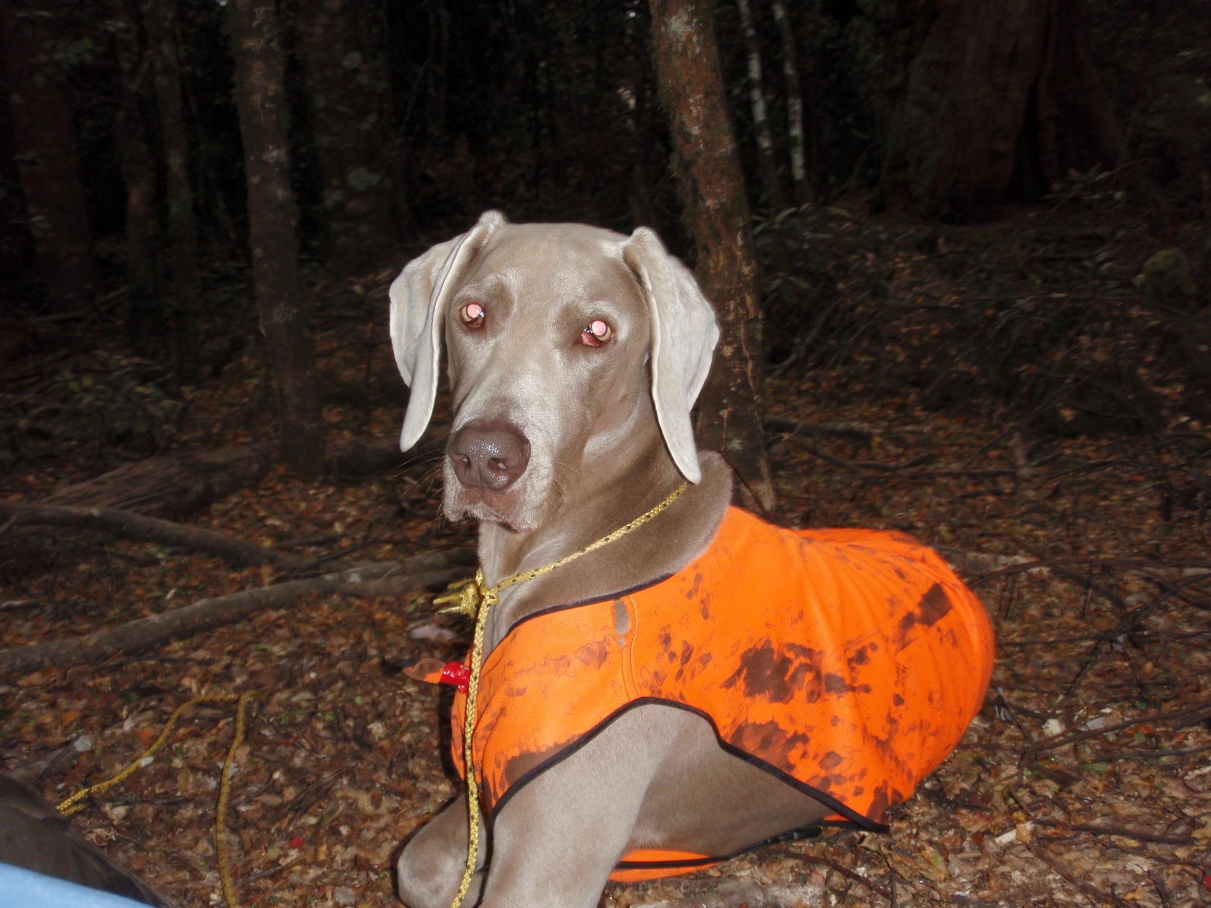 Name:  cooper WP2.JPG
Views: 1057
Size:  425.7 KB