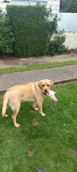 Name:  Finn 8 mths.jpg
Views: 522
Size:  55.0 KB