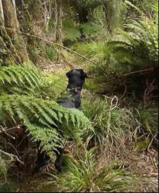 Name:  Bach Hounds Muttley locked on in the thick stuff SML.jpg
Views: 466
Size:  76.7 KB