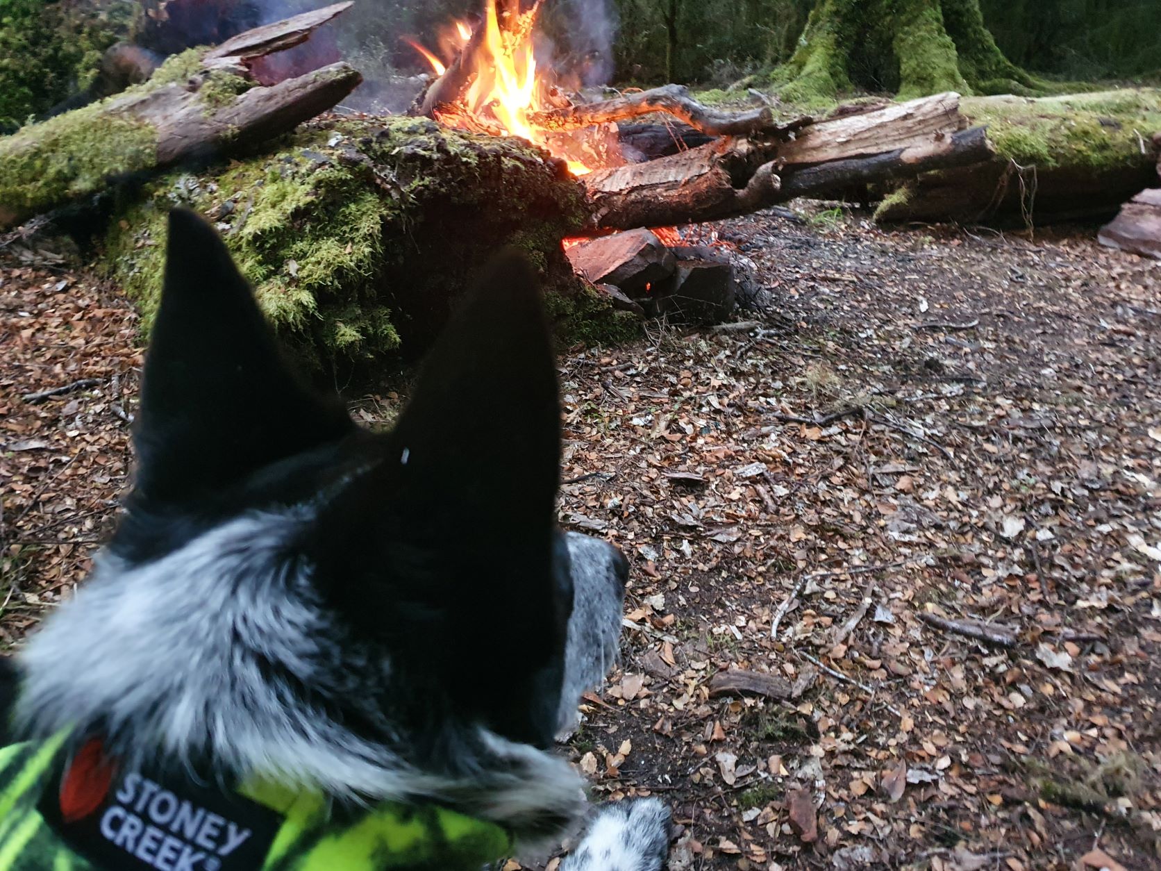 Name:  fire dog.jpg
Views: 400
Size:  455.5 KB