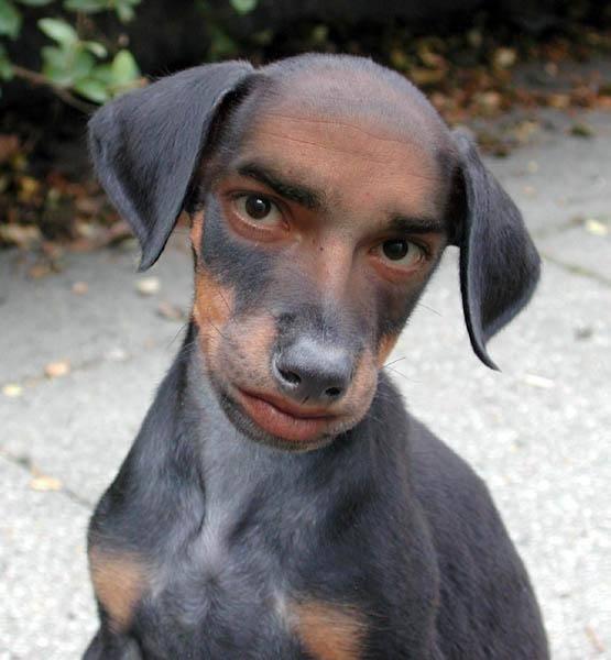 Name:  Guydog.jpg
Views: 456
Size:  39.6 KB