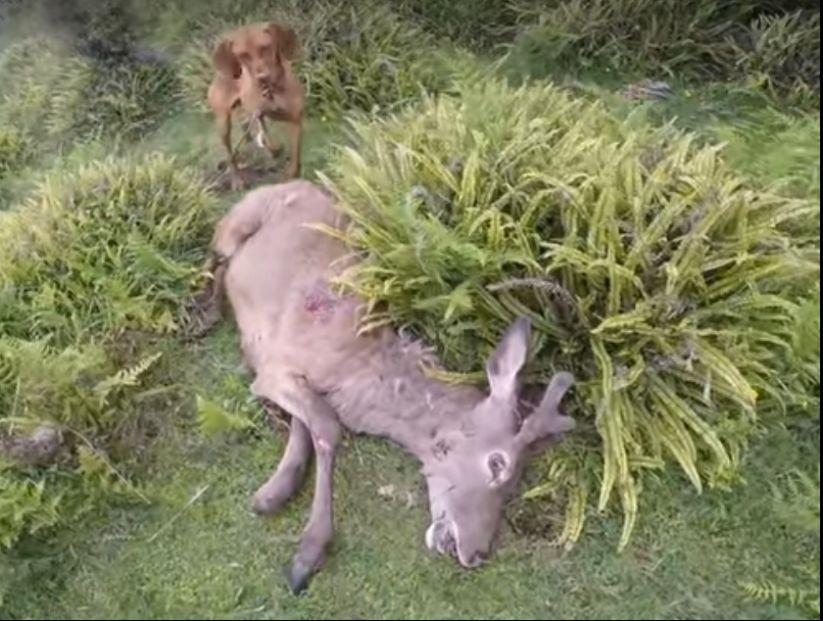 Name:  Bach Sako Dbl point Stag & Boar Sml.jpg
Views: 343
Size:  91.9 KB