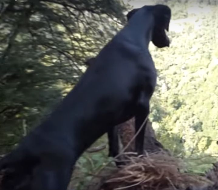 Name:  Bach Muttley Scent Dridting Up Sml.jpg
Views: 312
Size:  47.1 KB