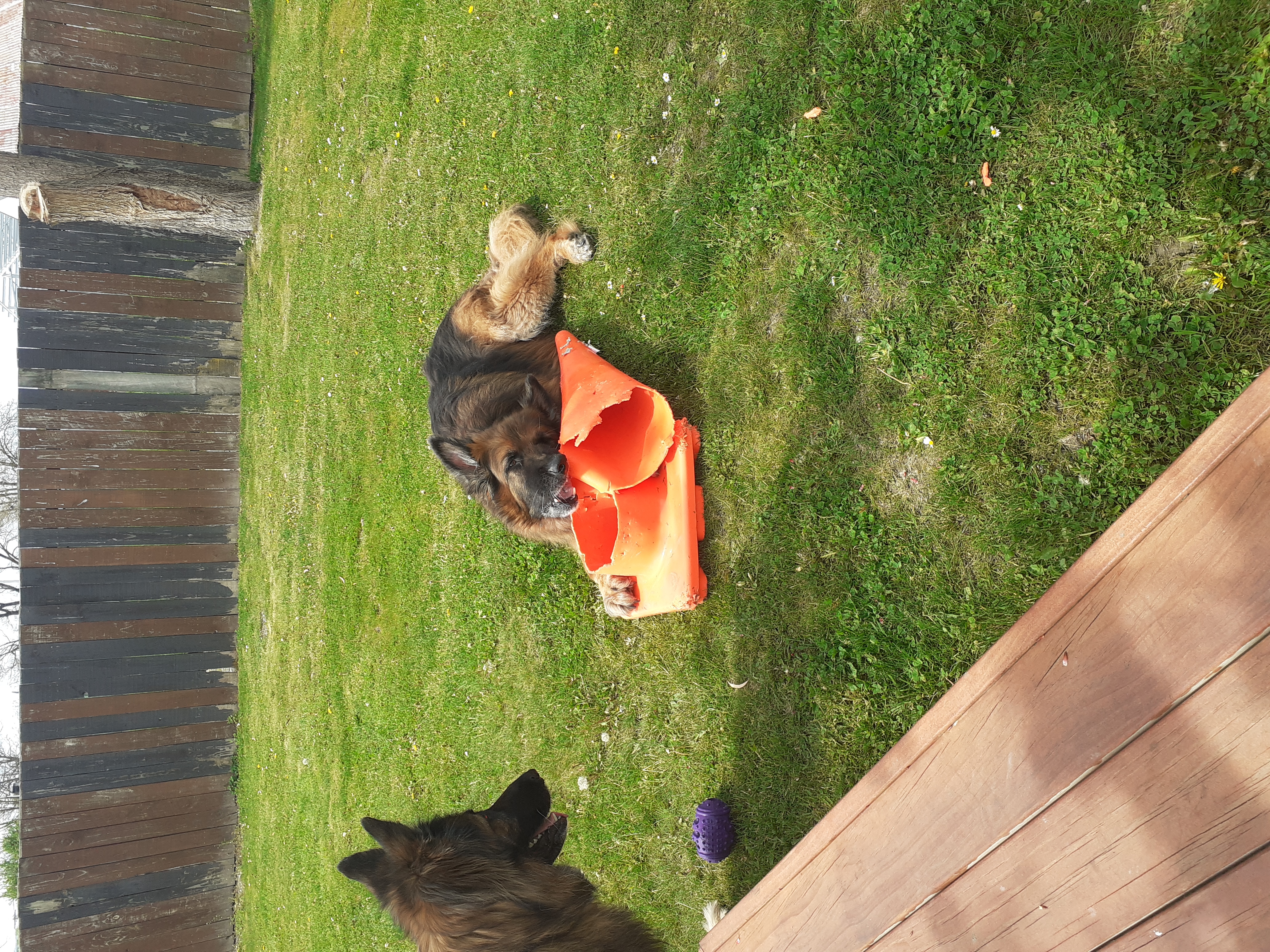Name:  The dog and his big chew toy.jpg
Views: 626
Size:  7.60 MB