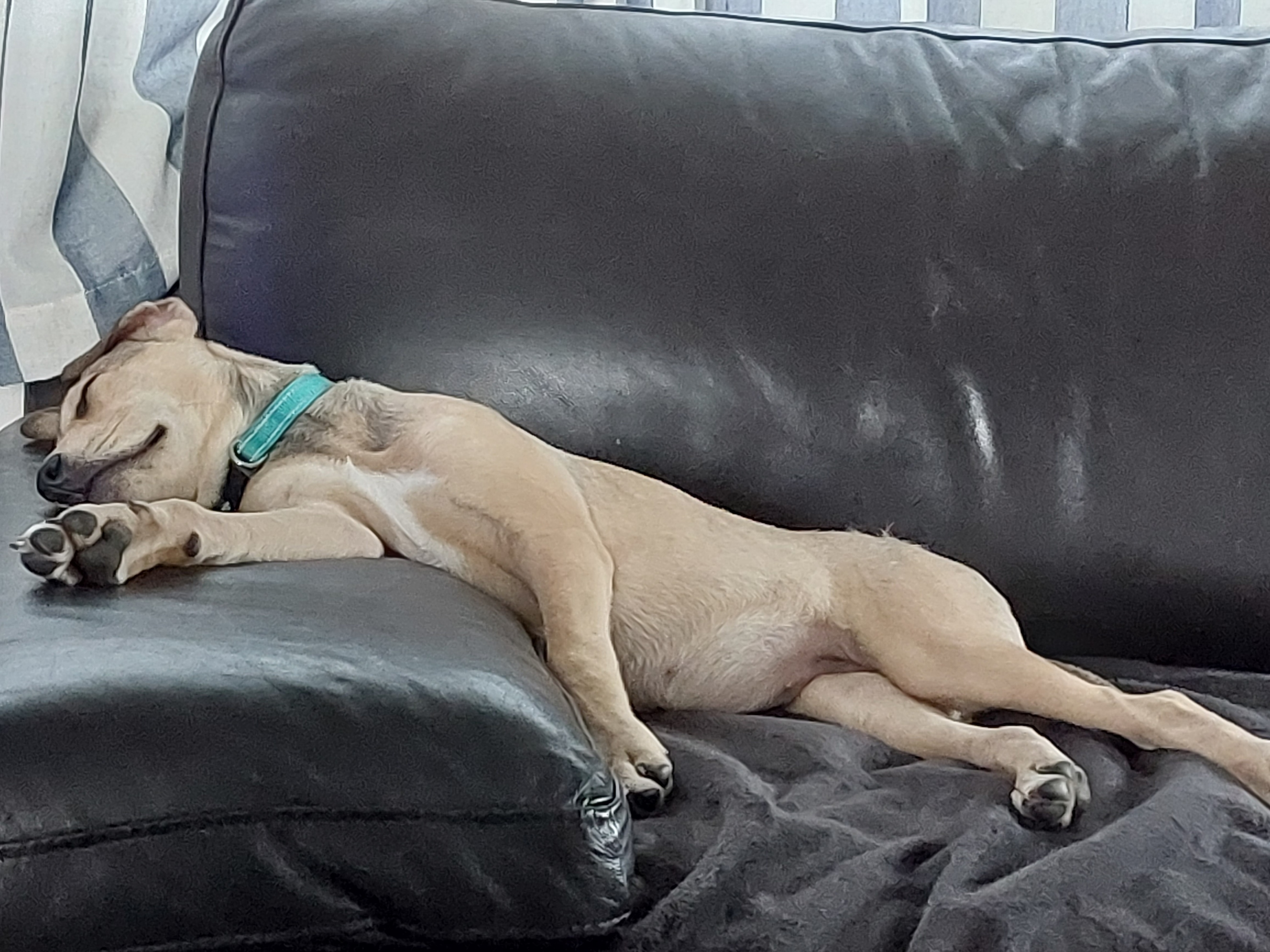 Name:  Pup.jpg
Views: 318
Size:  1.35 MB
