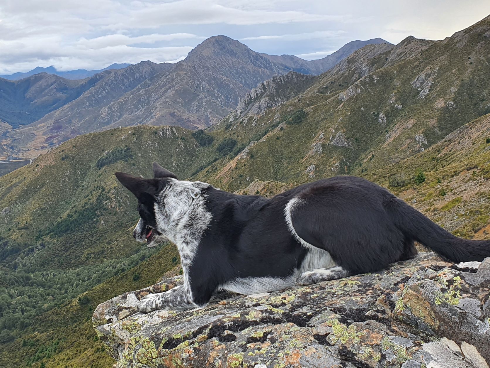 Name:  Ziggy on Rock.jpg
Views: 306
Size:  501.8 KB