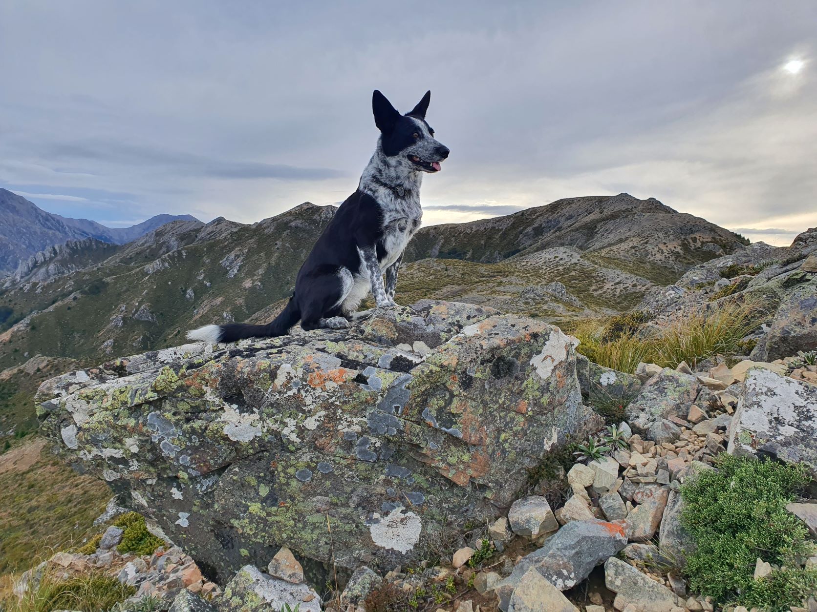 Name:  mountain dog.jpg
Views: 281
Size:  469.6 KB