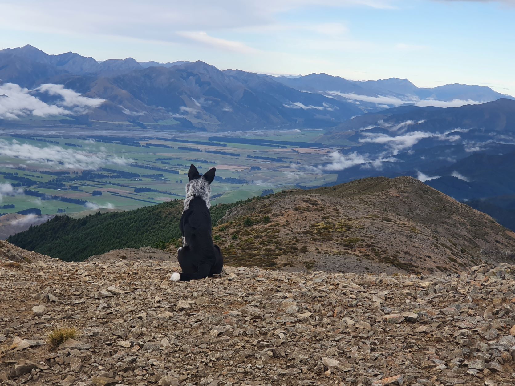 Name:  where is the deer.jpg
Views: 300
Size:  392.3 KB