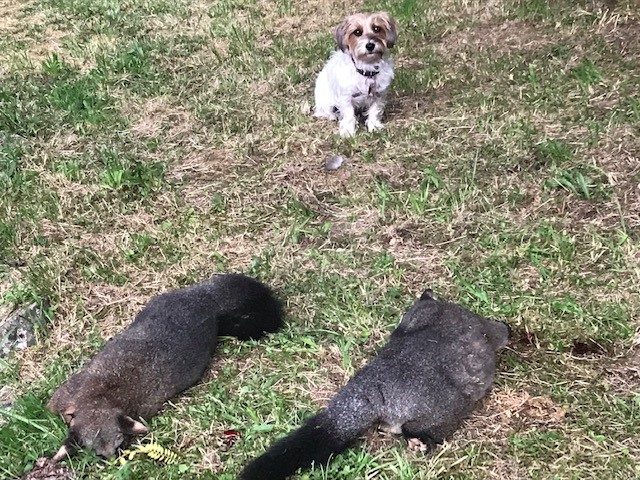 Name:  M with Possums.jpg
Views: 393
Size:  180.2 KB