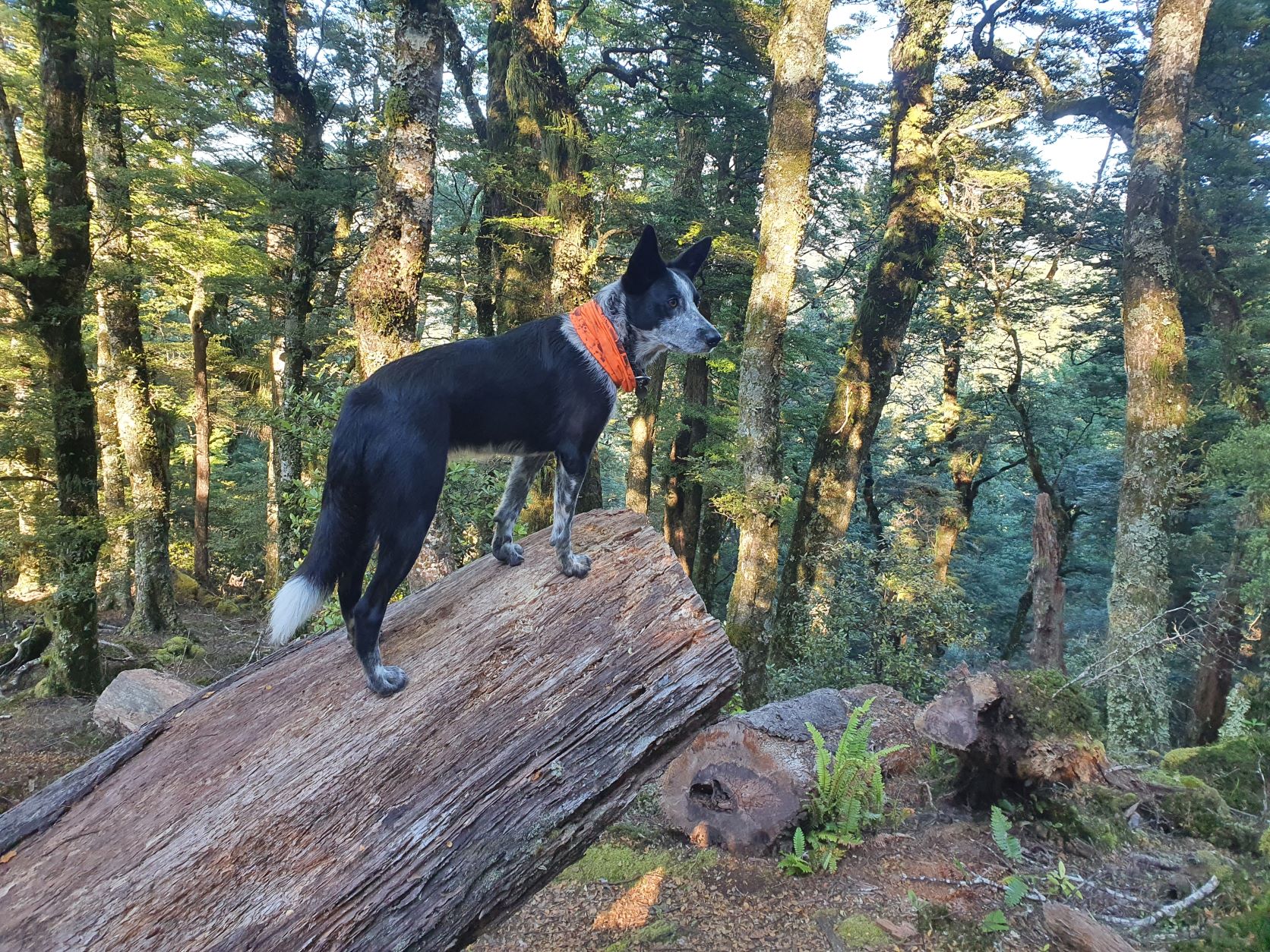 Name:  dog on a log.jpg
Views: 482
Size:  757.7 KB