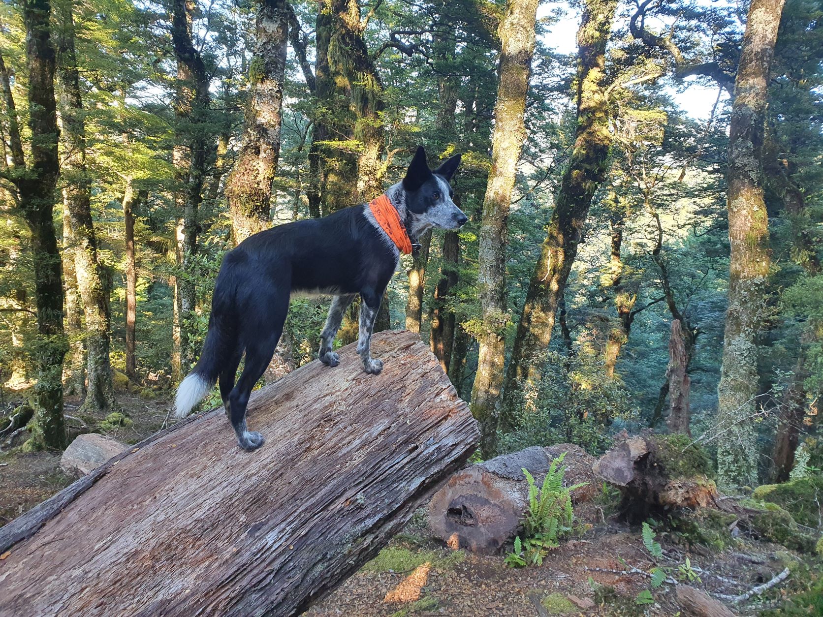 Name:  dog on a log.jpg
Views: 583
Size:  757.7 KB