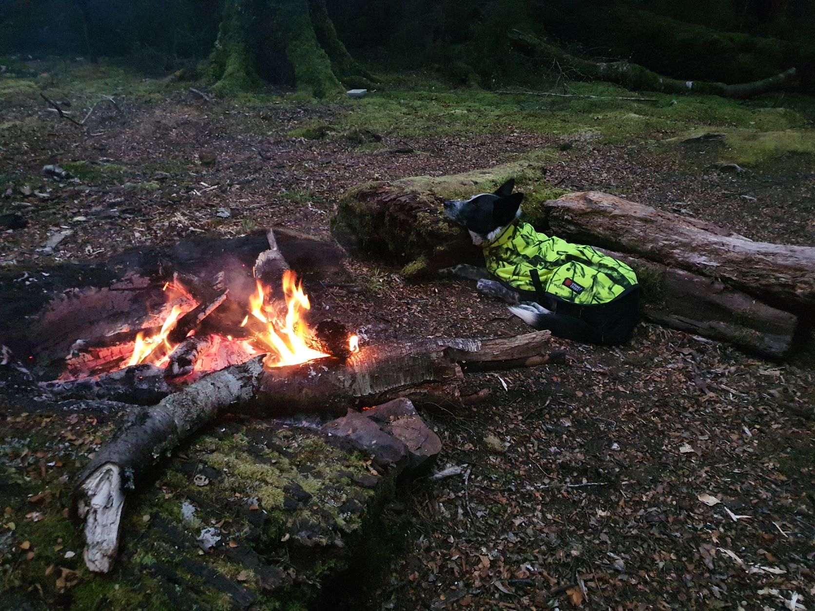 Name:  fire sleep dog.jpg
Views: 590
Size:  464.1 KB