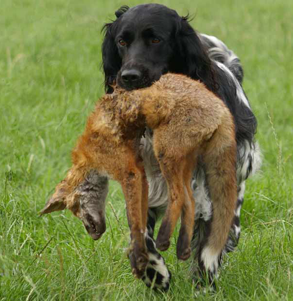 Name:  Large-Munsterlander.jpg
Views: 586
Size:  264.4 KB