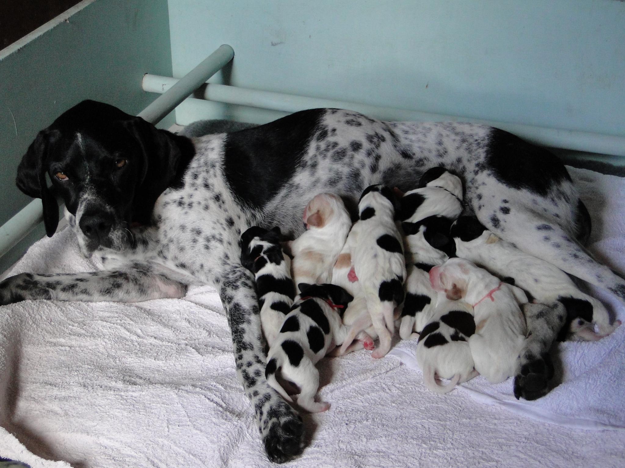 Name:  Fearns litter, born 17 Feb 2014 016.jpg
Views: 617
Size:  384.8 KB