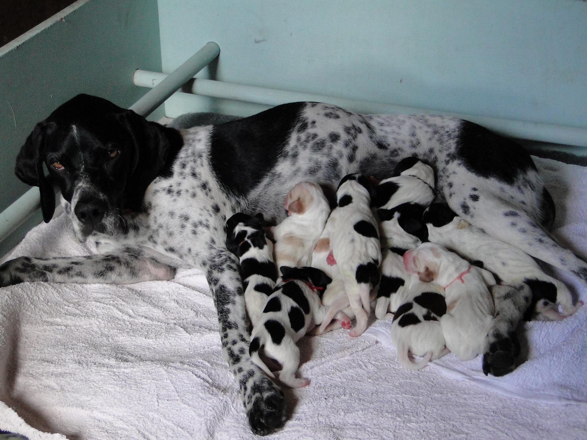 Name:  Fearns litter, born 17 Feb 2014 016.jpg
Views: 582
Size:  384.8 KB