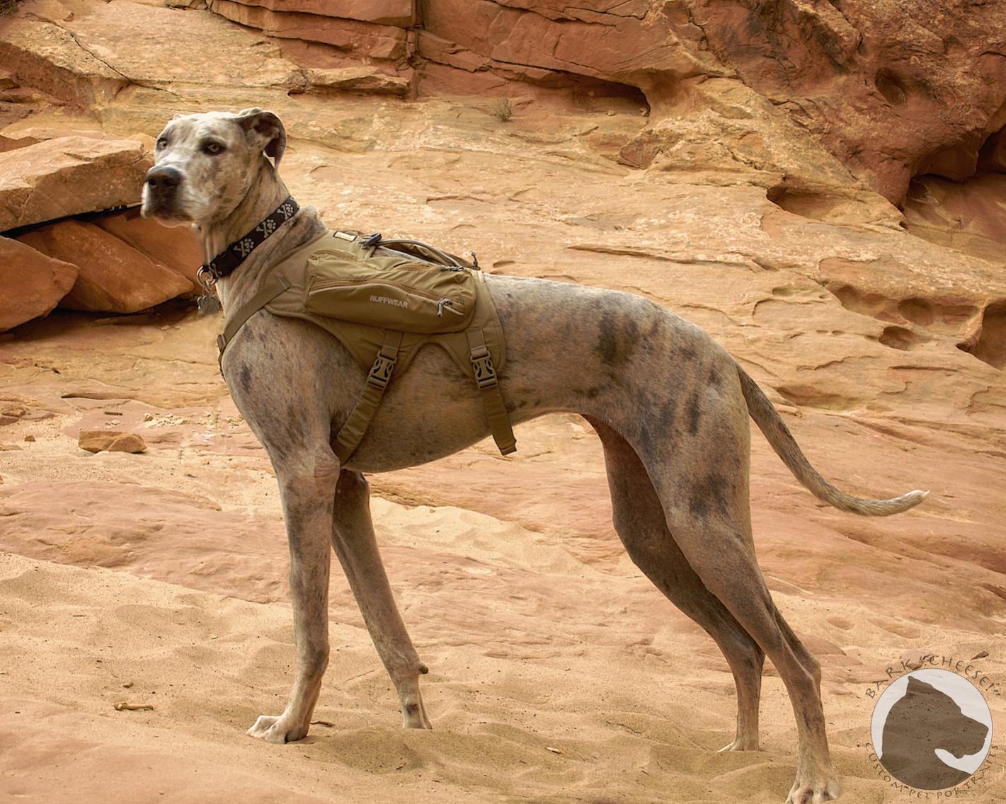 Name:  ruffwear-02.jpg
Views: 284
Size:  267.0 KB