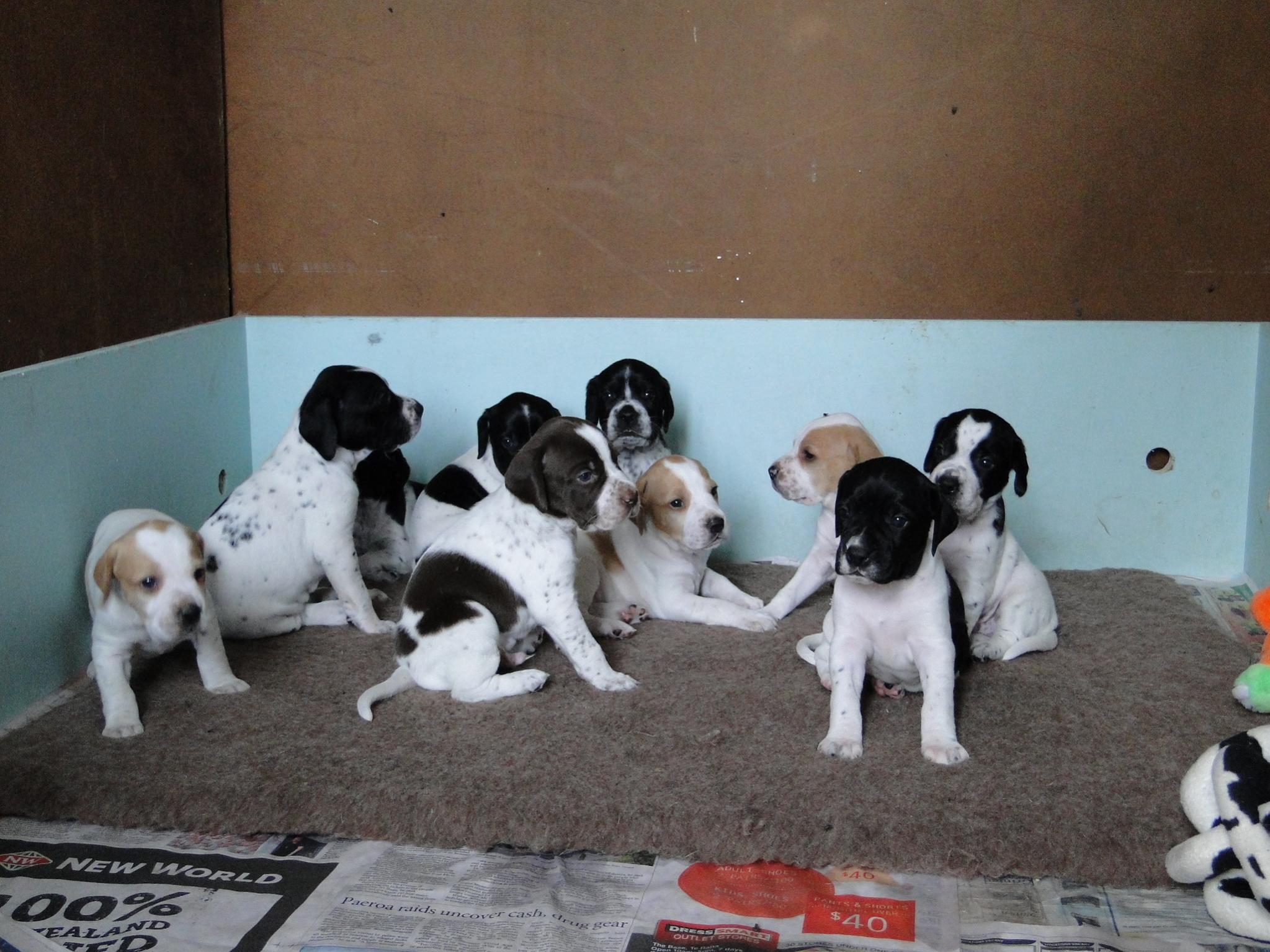 Name:  Rabble rousers st nearly four weeks 052.jpg
Views: 555
Size:  352.0 KB