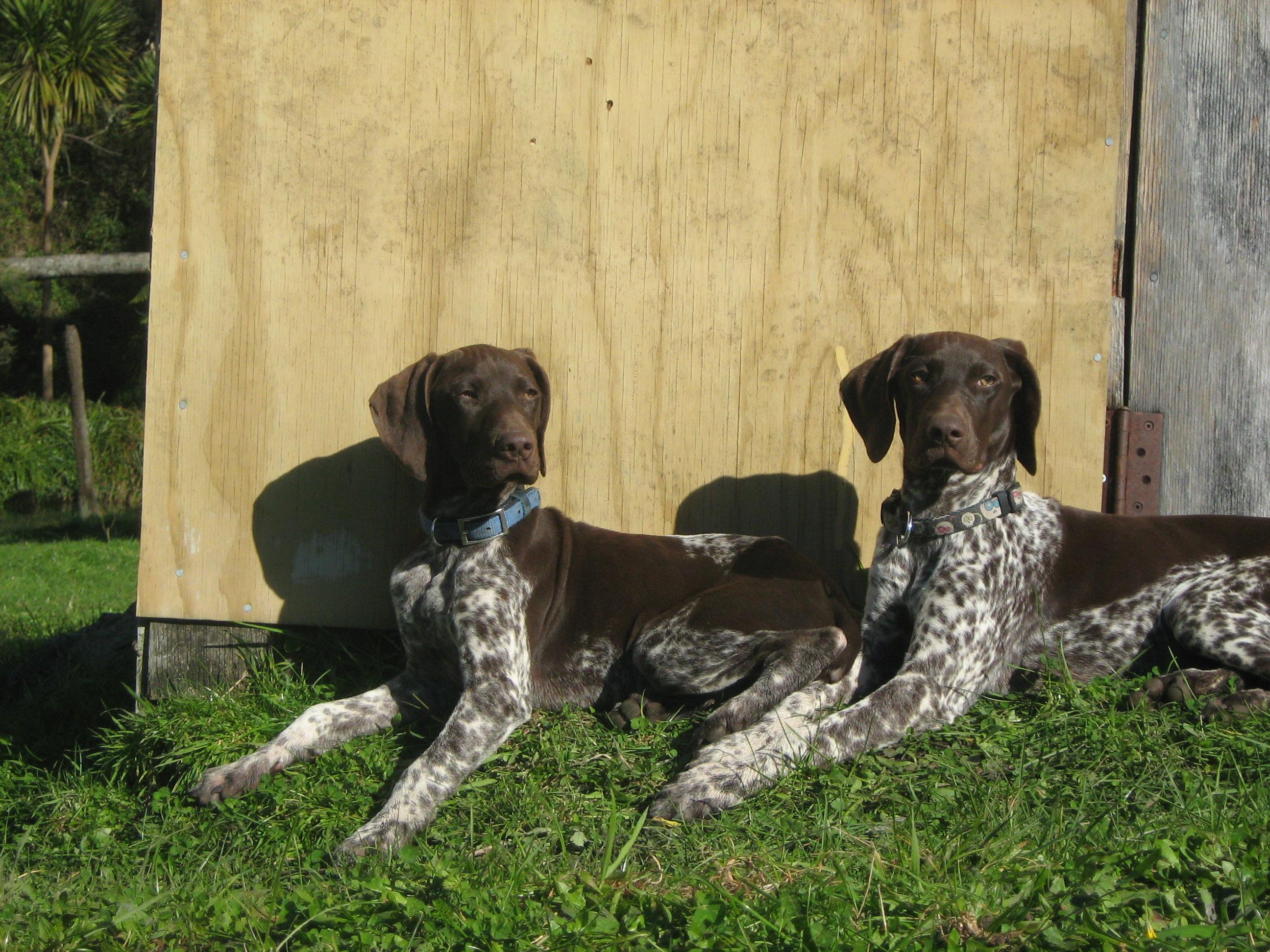 Name:  2dogs.JPG
Views: 641
Size:  824.9 KB