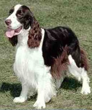 Name:  SpringerSpaniel2.jpg
Views: 1583
Size:  26.9 KB