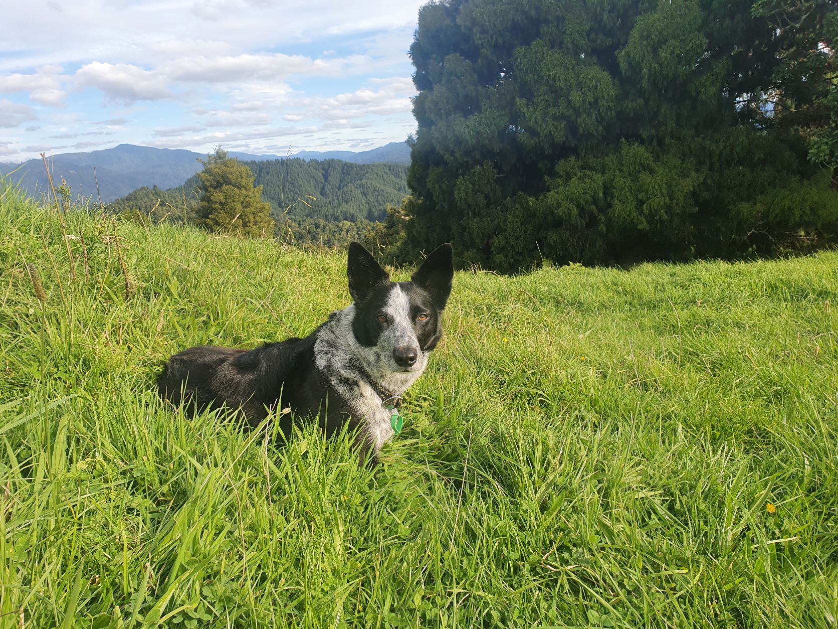 Name:  koolie on grass.jpg
Views: 239
Size:  644.6 KB