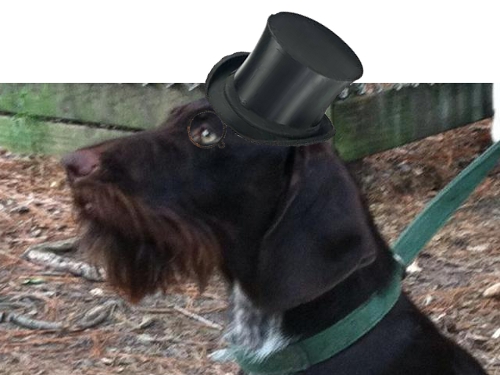 Name:  woofs.jpg
Views: 621
Size:  113.0 KB