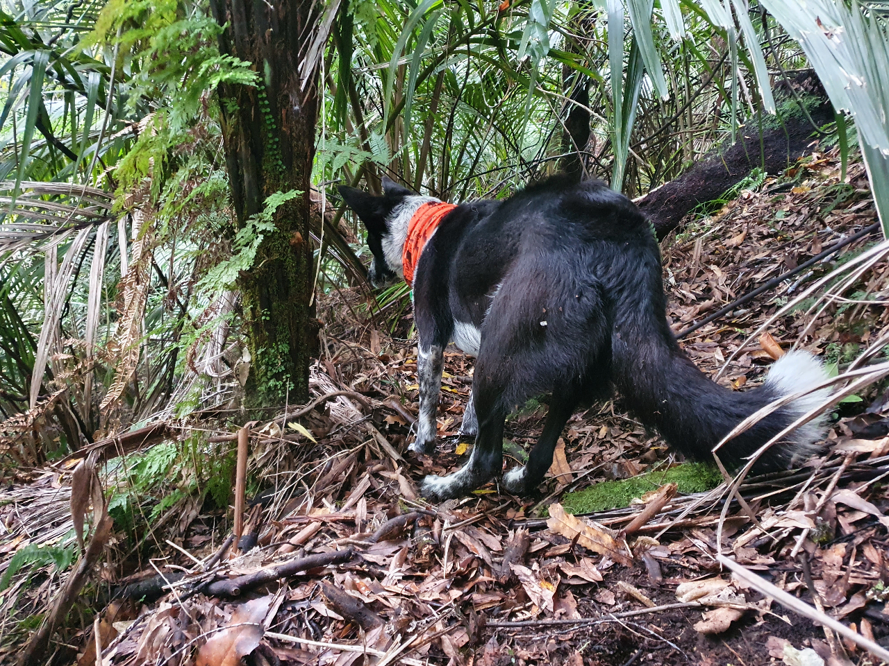 Name:  bloody weka.jpg
Views: 452
Size:  1.86 MB