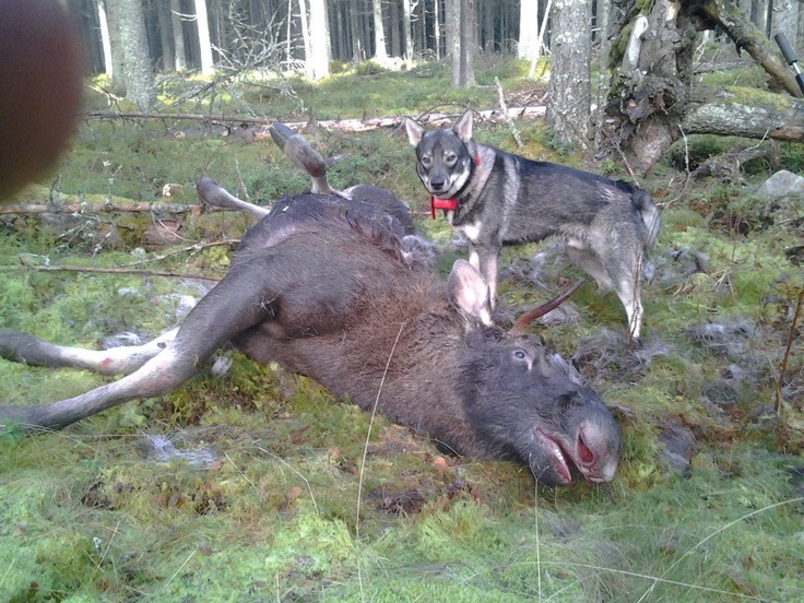 Name:  0f52e2d71cb70cb92c7cb1559aa135fc--passion-for-finland.jpg
Views: 546
Size:  226.4 KB