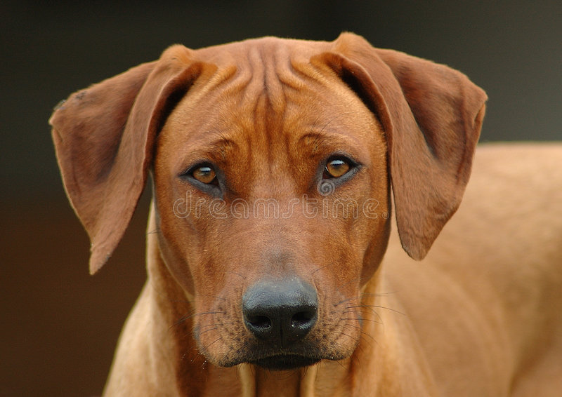 Name:  rhodesian-ridgeback-dog-head-portrait-973662.jpg
Views: 239
Size:  95.8 KB