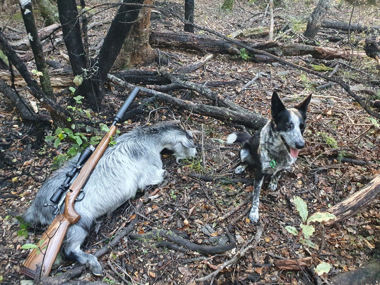 Name:  goat 2.jpg
Views: 393
Size:  477.1 KB