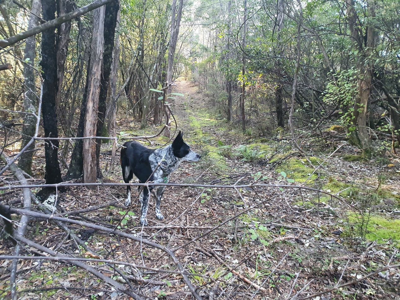 Name:  track.jpg
Views: 246
Size:  483.7 KB